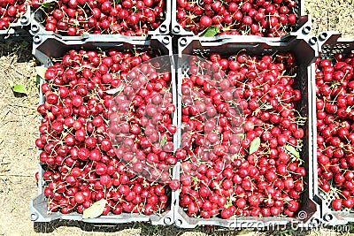 Freshly picked cherries in trays ready for the market . Plastik Ripe cherries in crates Stock Photo