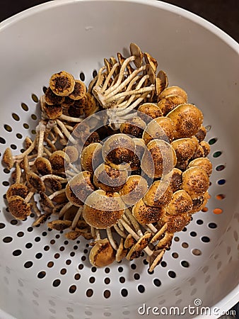 Freshly picked chestnut mushrooms Stock Photo