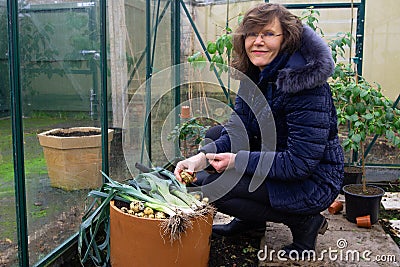 Freshly picked container grown potatoes and leeks. Stock Photo