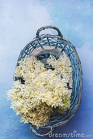 Freshly picked elderflowers in basket Stock Photo