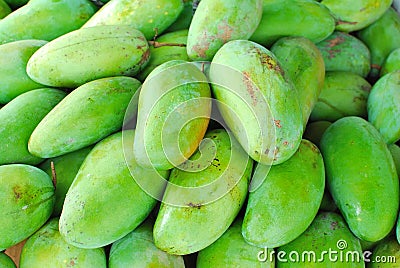 Freshly picked green mangos Stock Photo