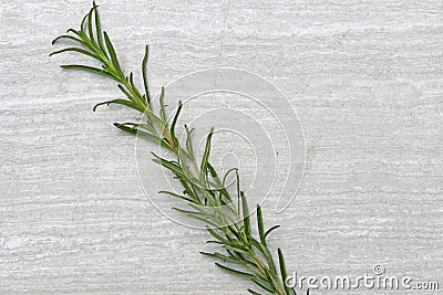 Freshly picked herb Rosemary Stock Photo