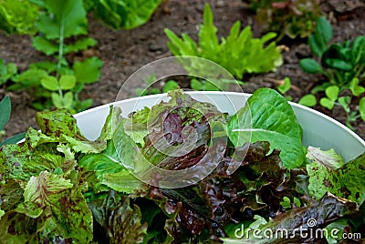 Freshly picked home-grown salad Stock Photo