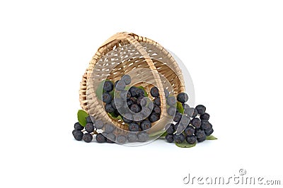 Freshly picked homegrown aronia berries over a white Stock Photo