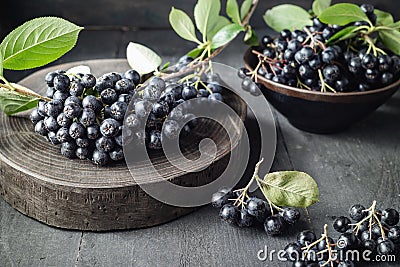 Freshly picked homegrown aronia berries Stock Photo