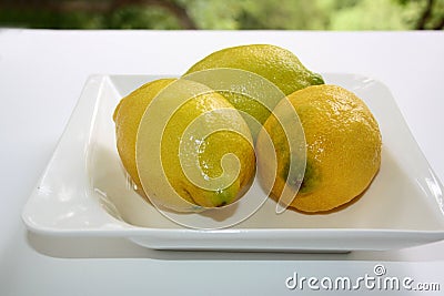 Freshly picked lemons Stock Photo