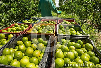 Freshly picked limes, placed in boxes ready for transport in small tractor Stock Photo