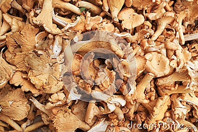 Freshly picked mushrooms Stock Photo