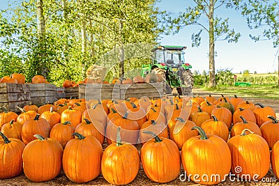 Freshly Picked Pumpkins In Early Fall Stock Photo