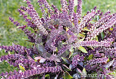 Freshly picked purple flowers of basil plant on green lawn background.Autumn photo with herbs Stock Photo