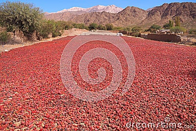 Red peppers are dried in the Argentine sun Stock Photo