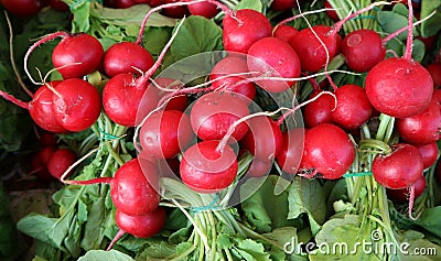 Freshly picked red radishes lying on their leaves. Stock Photo