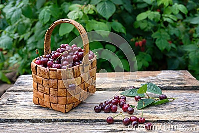 freshly picked ripe cherries Stock Photo