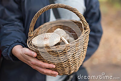 Freshly picked wild mushrooms from the local forest. Woman holding a wicker basket with edible mushrooms. Delicious Stock Photo