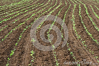 Freshly planted field Stock Photo