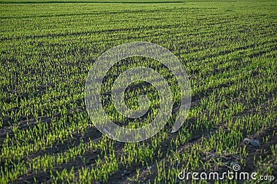 freshly planted field in winter in Cyprus 1 Stock Photo