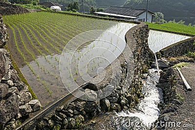 Freshly planted paddy field Stock Photo