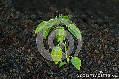 Freshly planted pepper plant Stock Photo