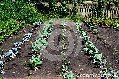 Freshly Planted Vegetable Garden with Cabbage Stock Photo