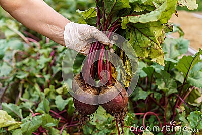Freshly plucked beetroot from garden. Hand of person in latex protective gloves uproot young ripe beet from ground. Stock Photo
