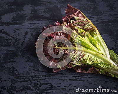 Freshly plucked bunch of leafy red - green lettuce on grey background close-up Stock Photo