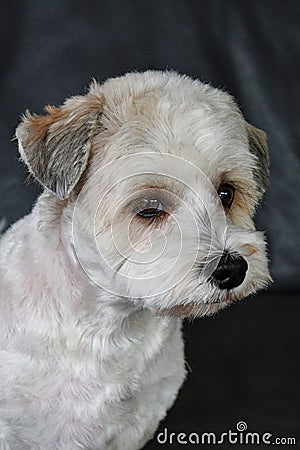 Freshly sheared havanese puppy Stock Photo