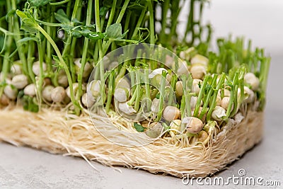 Freshly snipped pea shoots lay scattered on a neutral backdrop, their tendrils Stock Photo