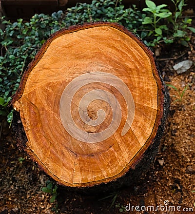 Fresh sawed tree stump on street Stock Photo