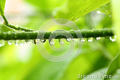 Freshness Stock Photo