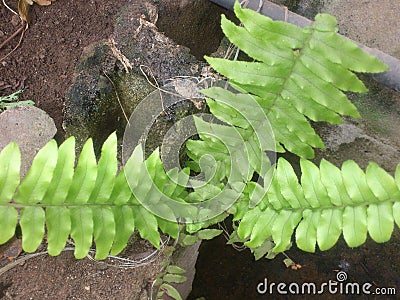 FRESHNESS OF GREEN Stock Photo