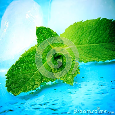 Freshness mint Stock Photo