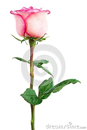 Freshness pink rose Stock Photo