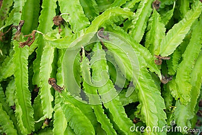 Freshness Psophocarpus tetragonolobus Stock Photo