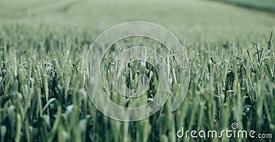 Freshness spring wheat Stock Photo