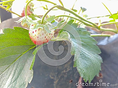 Freshness strawberry Stock Photo