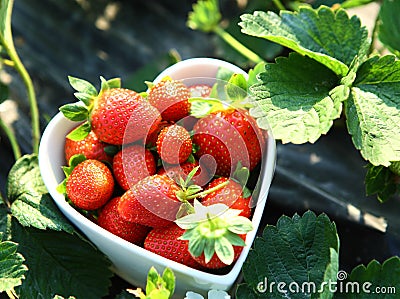 Freshness strawberry Stock Photo