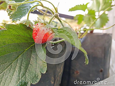 Freshness strawberry Stock Photo