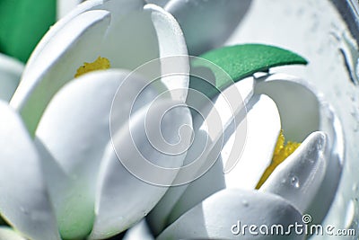 Freshness and tenderness of spring flowers Stock Photo