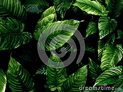Freshness tropical leaves surface in dark tone as rife forest background Stock Photo