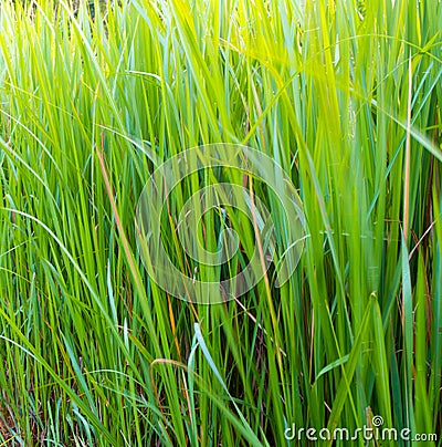 Freshness verdant green of Vetiver Grass blade Stock Photo