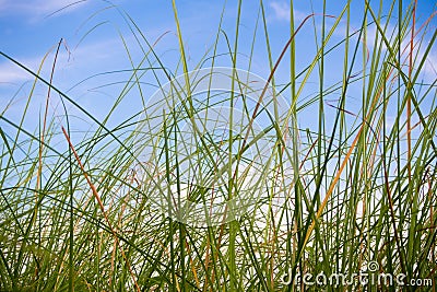 Fresh Vetiver Grass blade in the countryside Stock Photo