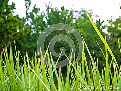 Freshness Vetiver Grass blade Stock Photo