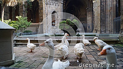 The freshness and whiteness of bird feathers is a symbol of the pure and immaculate thoughts of St. Eulalia. Stock Photo