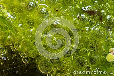 Freshwater algae Spirogyra release oxygen into the air, oxygen synthesis in water bodies Stock Photo