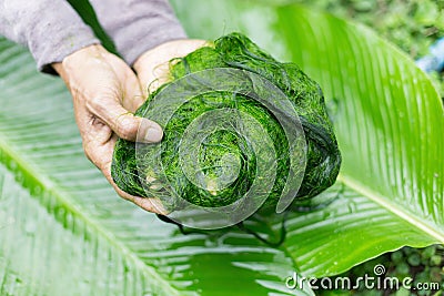 Freshwater algae (Spirogyra sp.) ready is used to make food Stock Photo