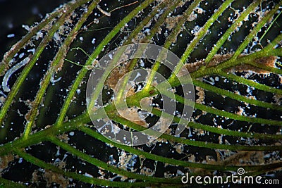 Freshwater algae watermilfoil Myriophyllum by microscope. Ciliates infusoria Stentor polymorphic protozoa microorganisms Stock Photo