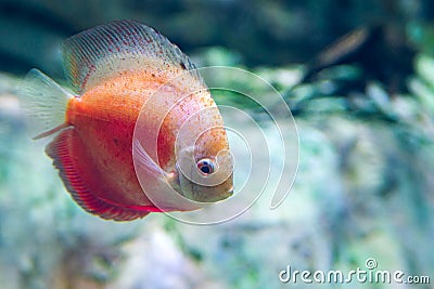 Freshwater aquarium fish symphysodon Discus or Symphysodon Stock Photo