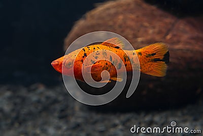 Freshwater aquarium fish. Xiphophorus. Red Swordtail. Bright orange color. Blurred dark background. Black spots Stock Photo