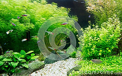 Freshwater aquarium Stock Photo