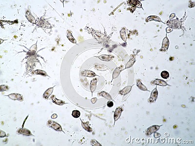 Freshwater aquatic plankton Stock Photo